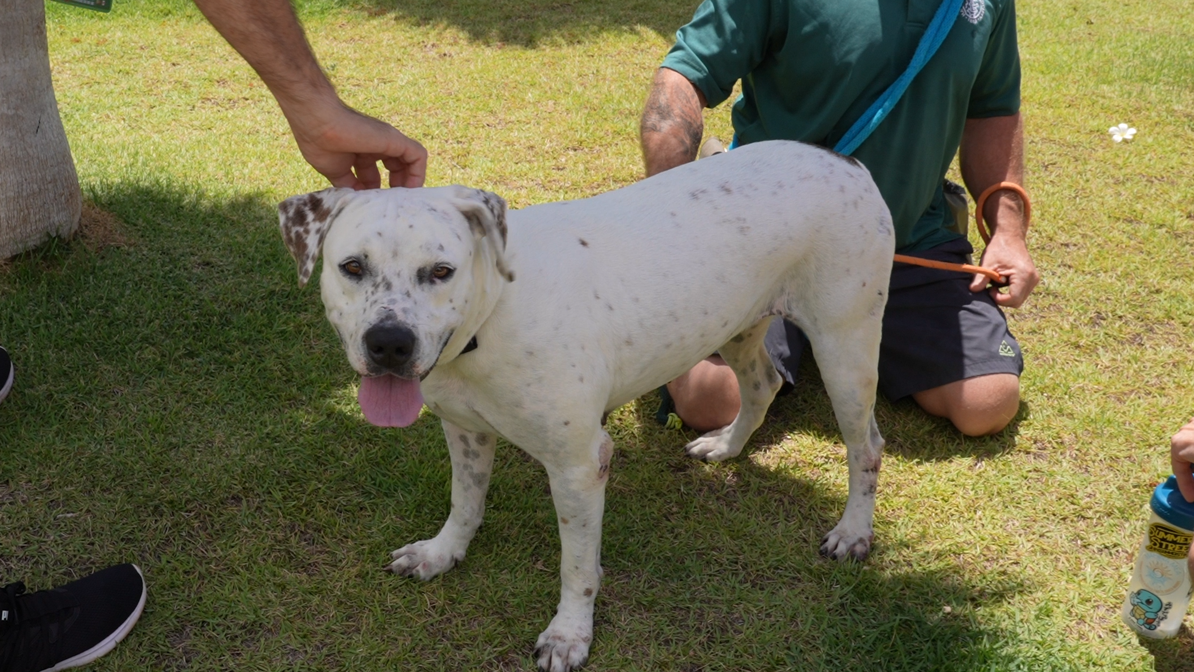 The Pet Hui:  Keiki, Canines and Kitty Fest